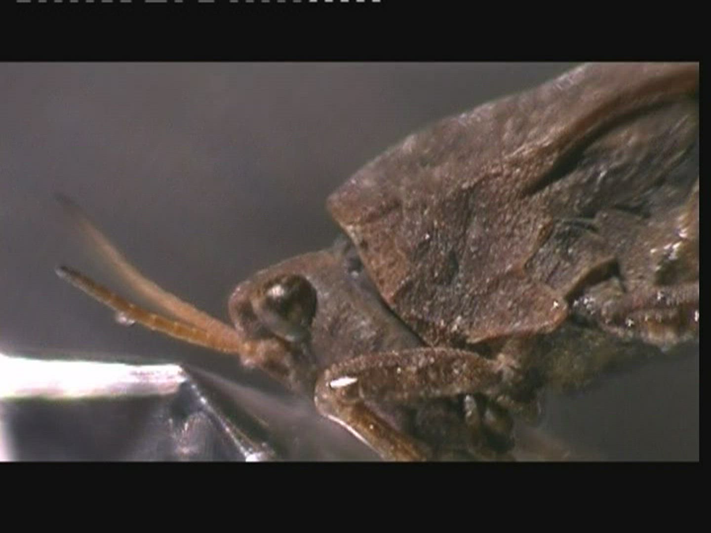 867997074 / Common Groundhopper / Head