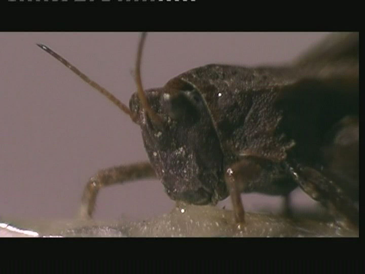 493568818 / Common Groundhopper / Head