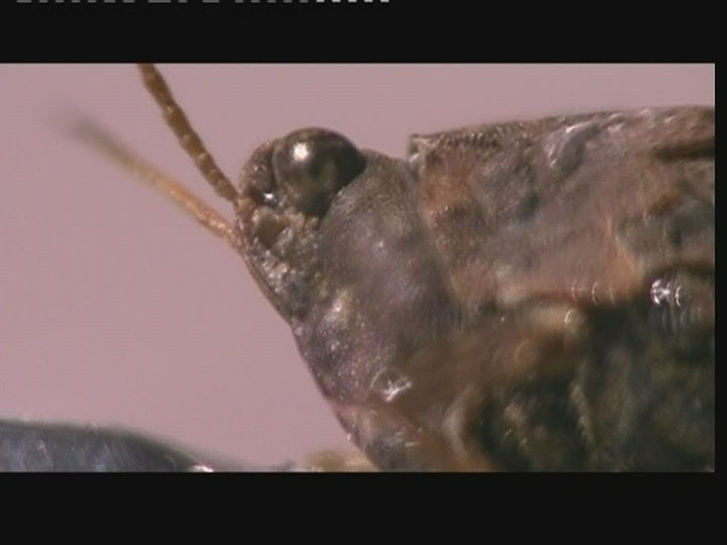 811891351 / Common Groundhopper / Head