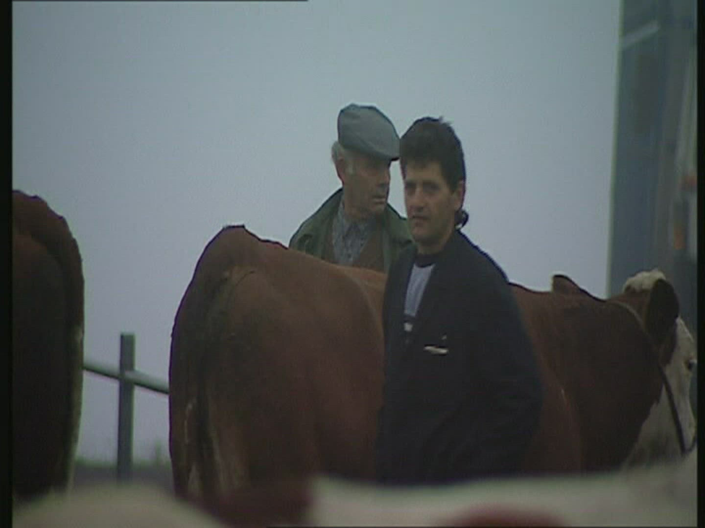133177310 / Cattle-Market / Auvergne / France