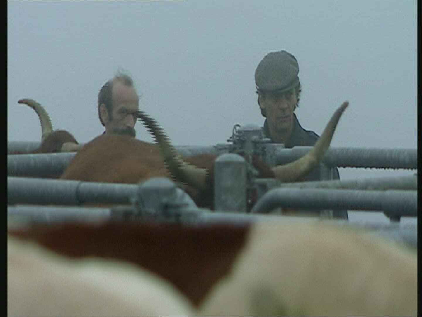 503408578 / Cattle-Market / Auvergne / France