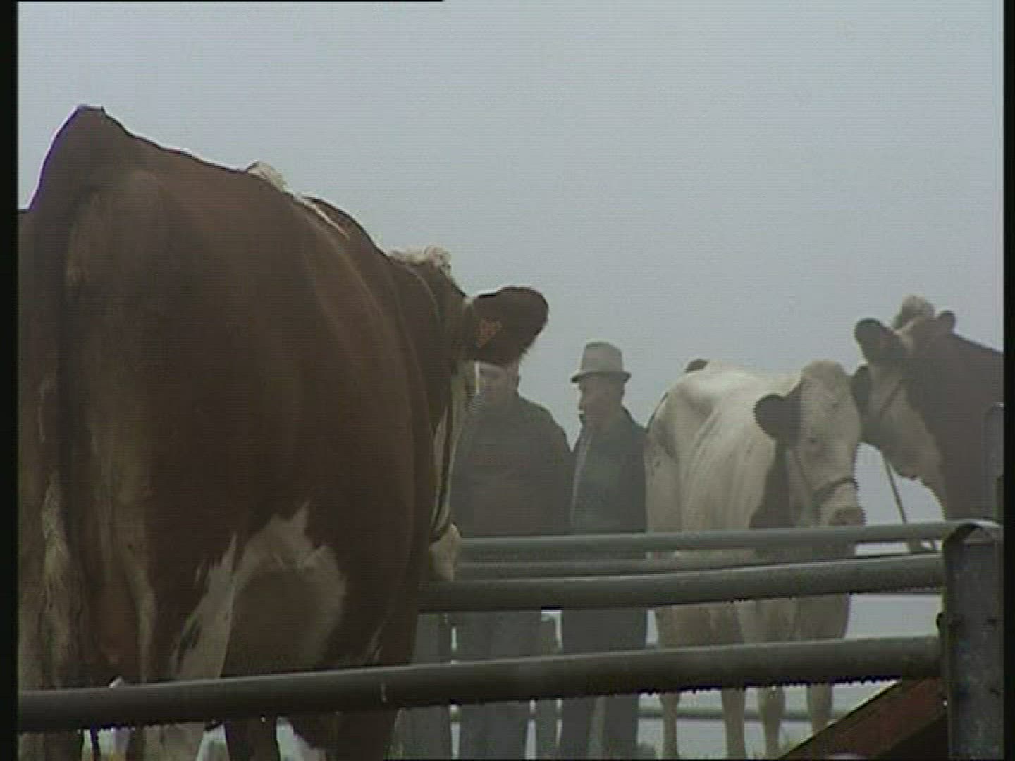 592378493 / Cattle-Market / Auvergne / France