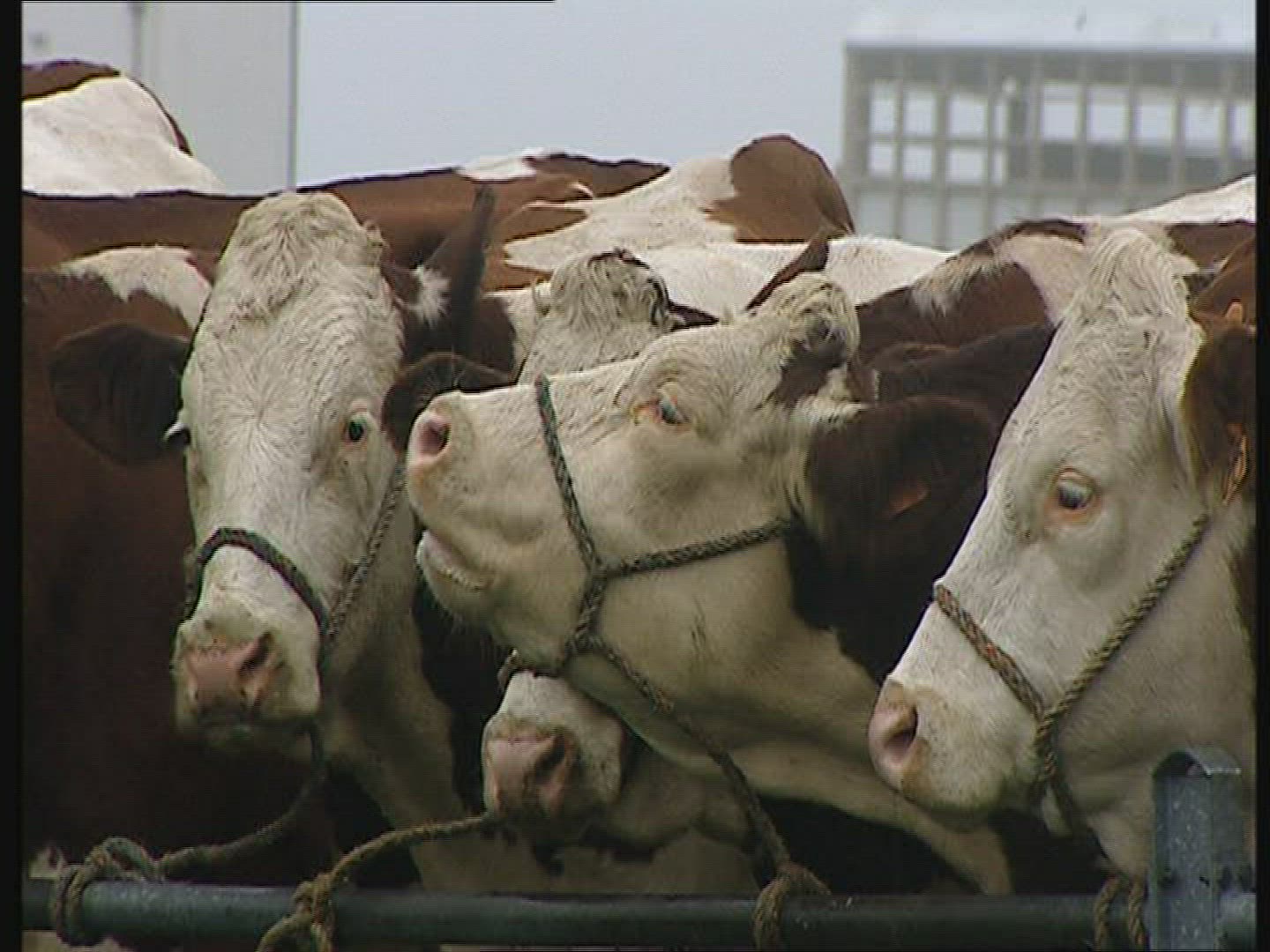 216861959 / Cattle-Market / Auvergne / France