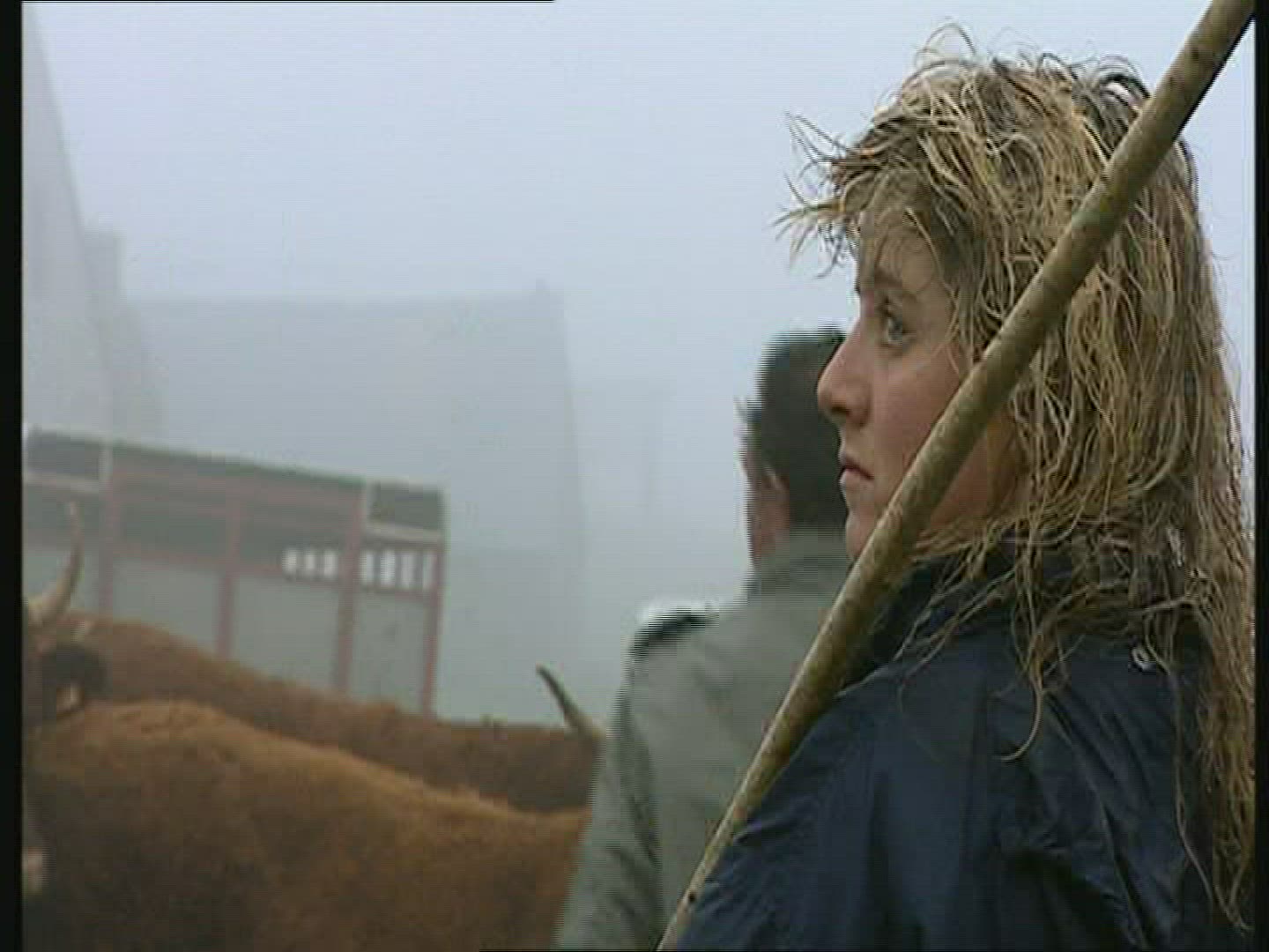 342803168 / Cattle-Market / Auvergne / France