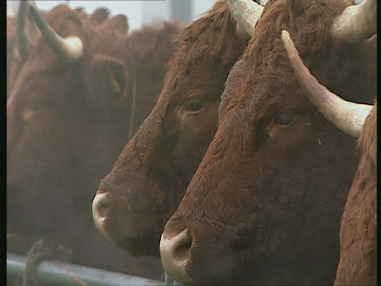 246783046 / Cattle-Market / Auvergne / France
