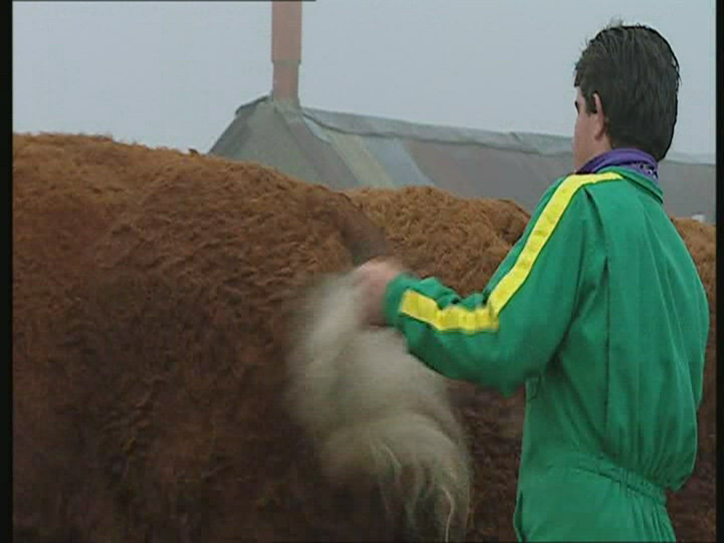 100102891 / Cattle-Market / Auvergne / France