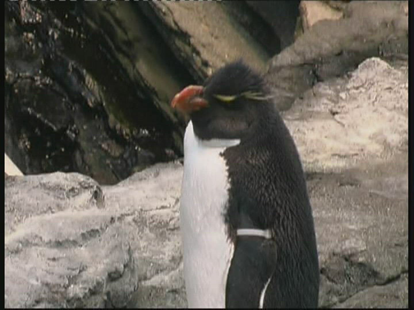607563838 / Magellanic Penguin / Rocky Coast