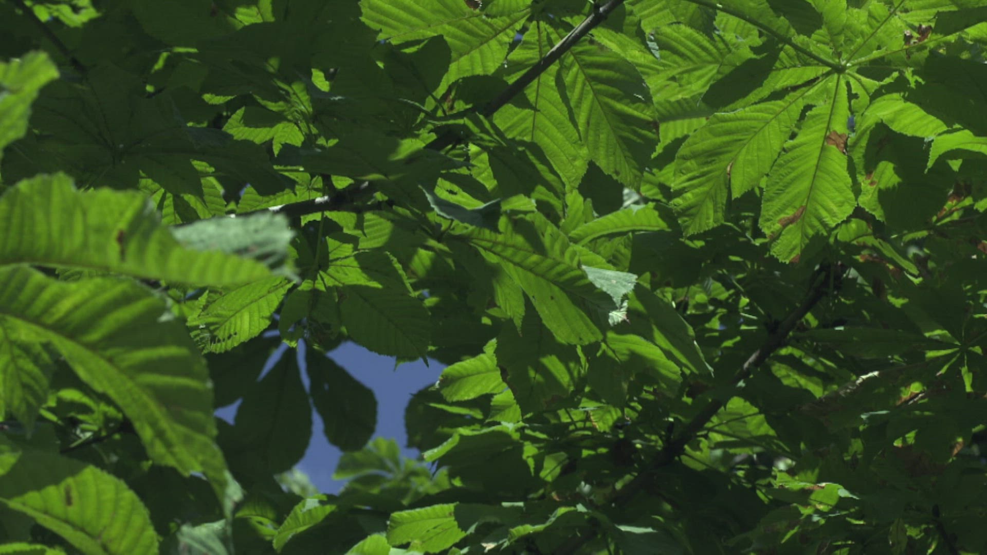 330637780 / Horse Chestnut / Leaf / Germany