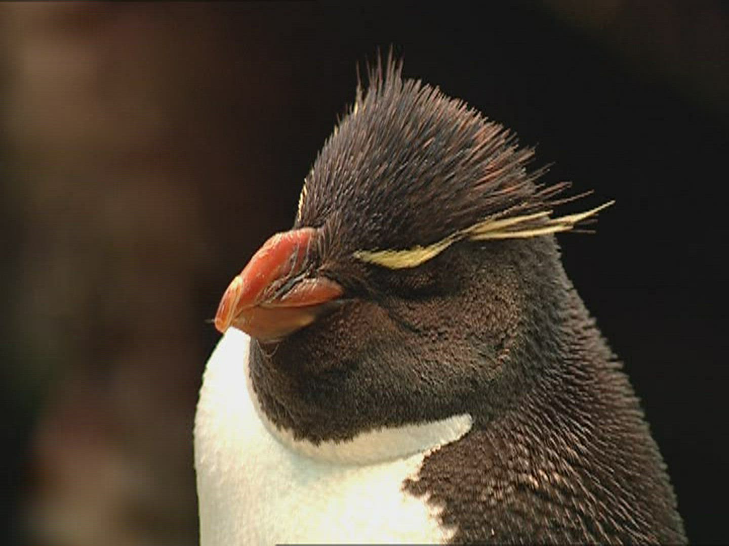 778041565 / Macaroni Penguin / Head