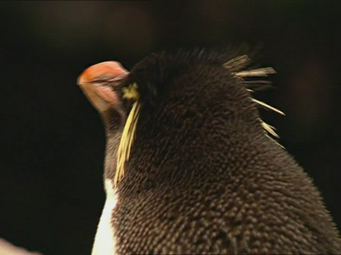 325622205 / Macaroni Penguin / Head