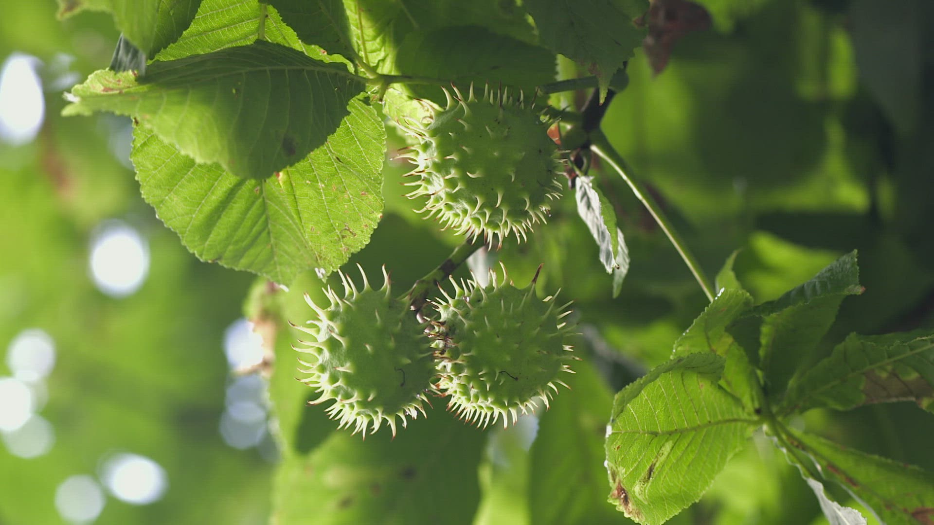 260770050 / Horse Chestnut / Progeny / Germany