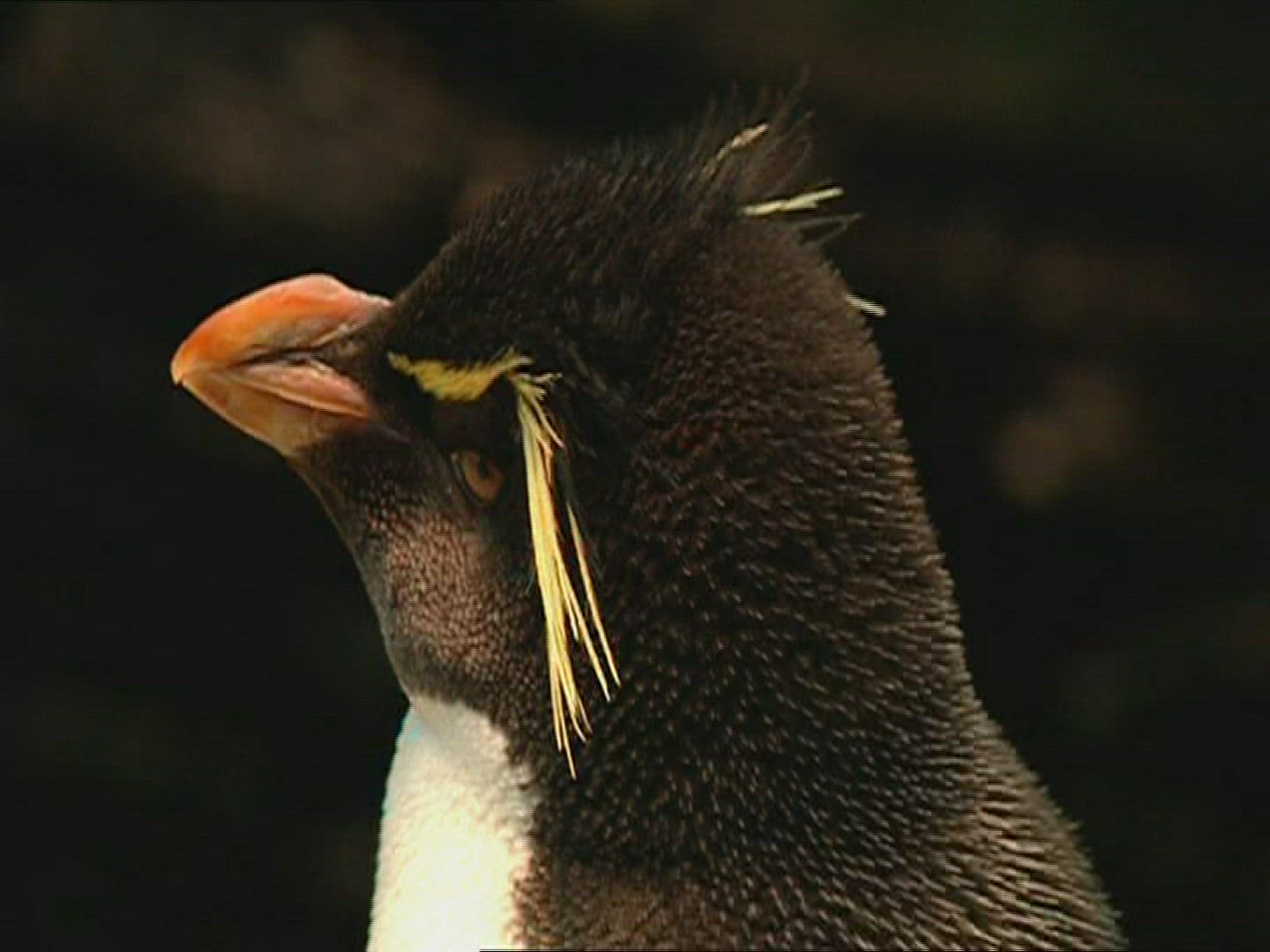 136683688 / Macaroni Penguin / Head