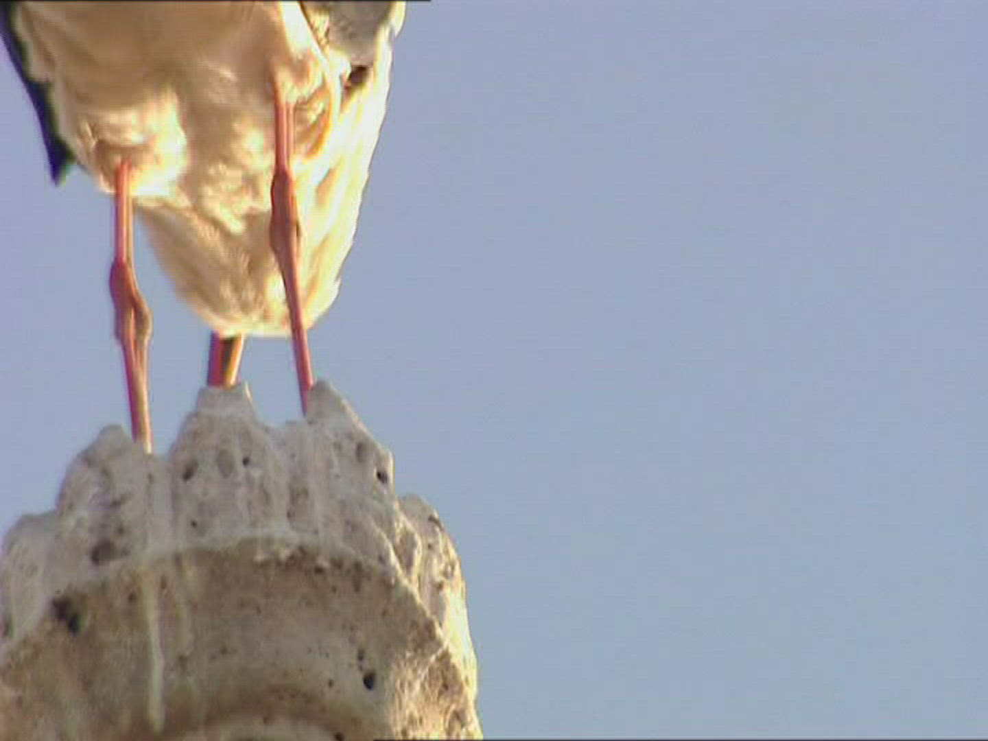 810708983 / Stork / Valladolid / Spain