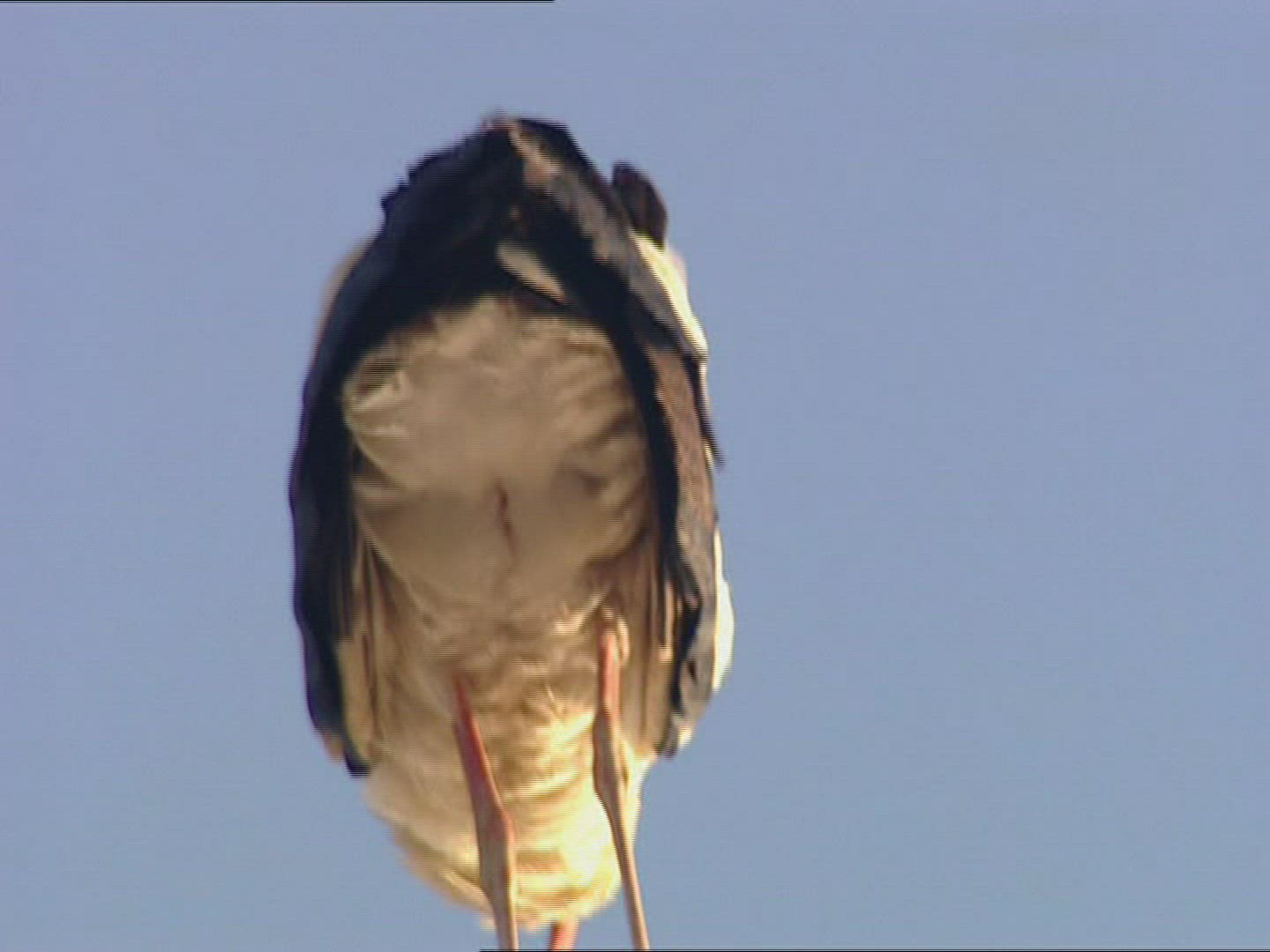 630992629 / Stork / Valladolid / Spain