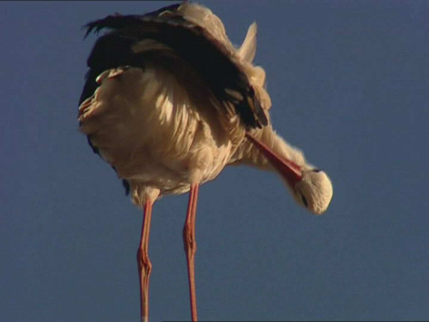 938667996 / Stork / Valladolid / Spain