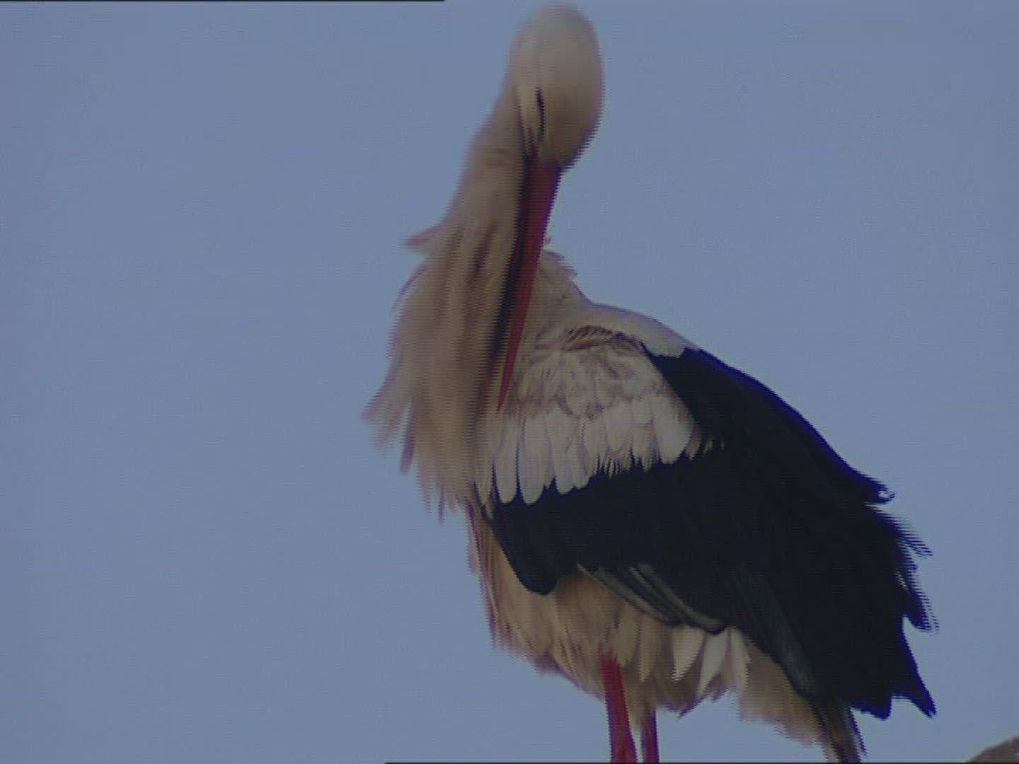 478391627 / Stork / Valladolid / Spain