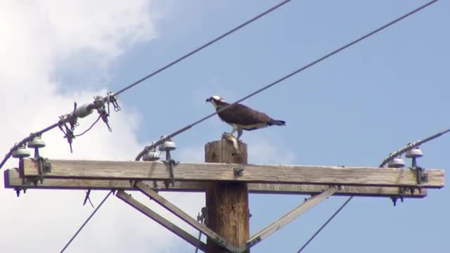 Osprey Eating Fish