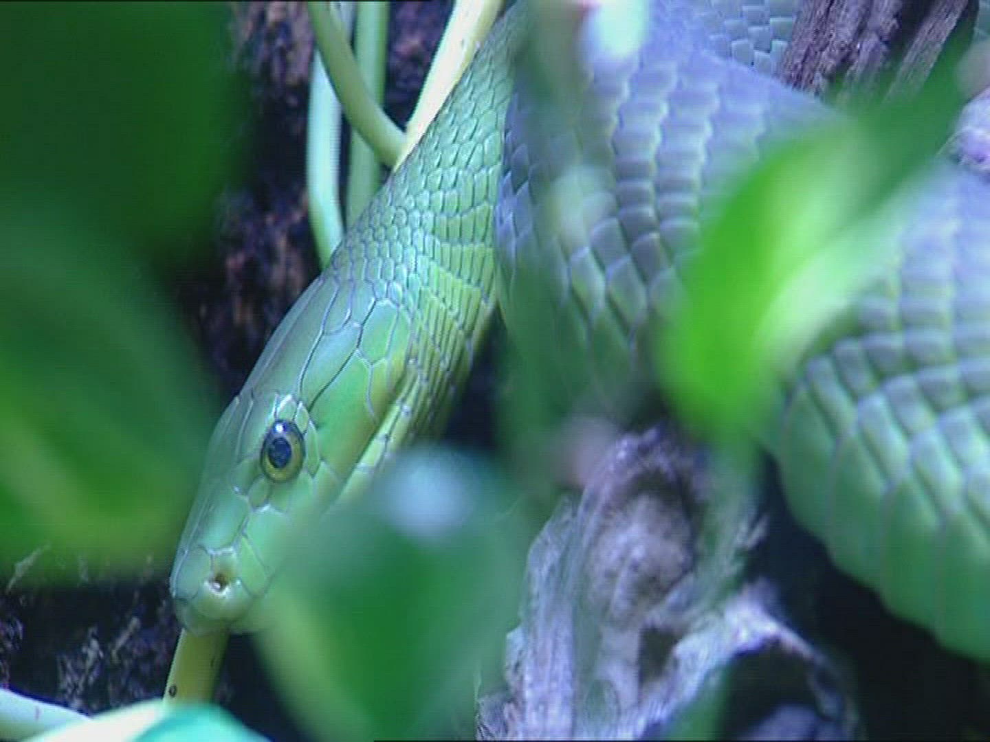 521753588 / Snake / West African Green Mamba
