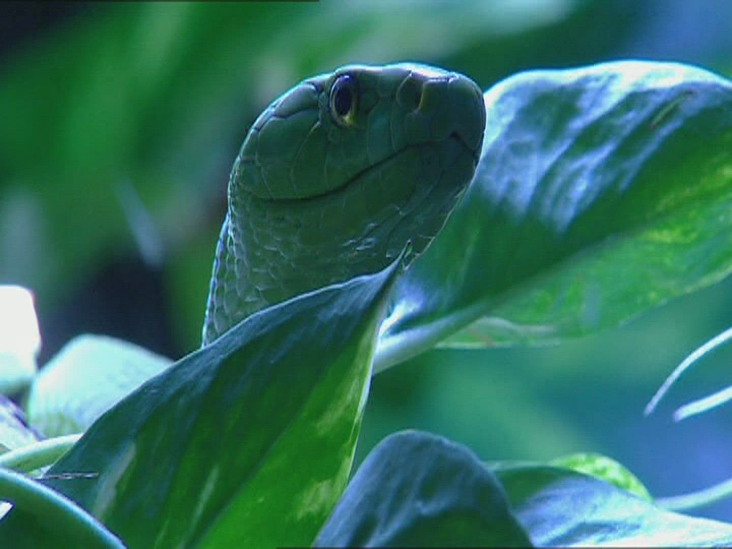 837148303 / Snake / West African Green Mamba