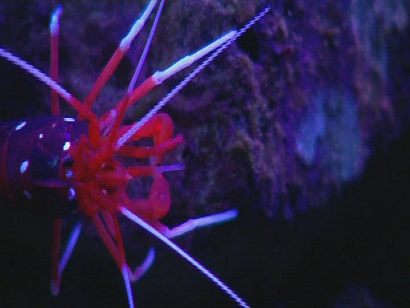 571126846 / Shrimp / Aquarium