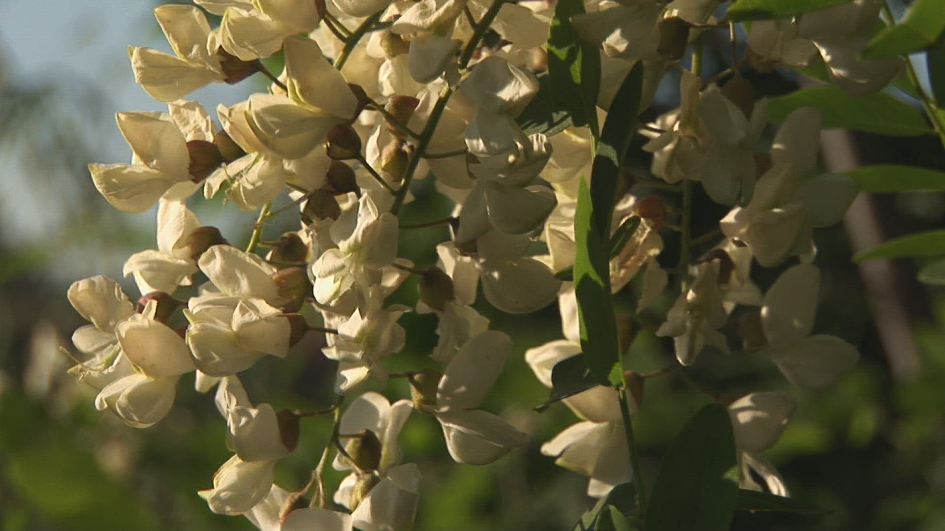 743678313 / Blossom / Acacia / Tuscany / Italy