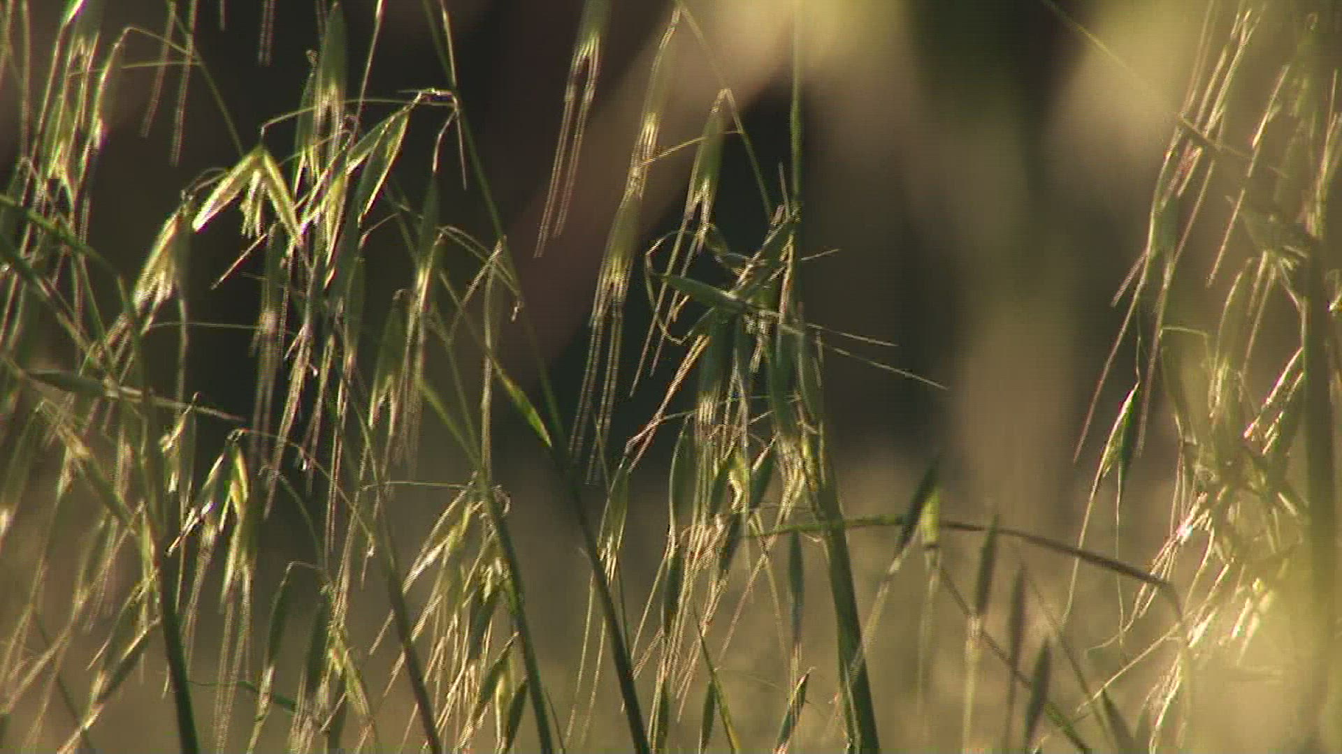 753403902 / Spike / Oat / Tuscany / Italy