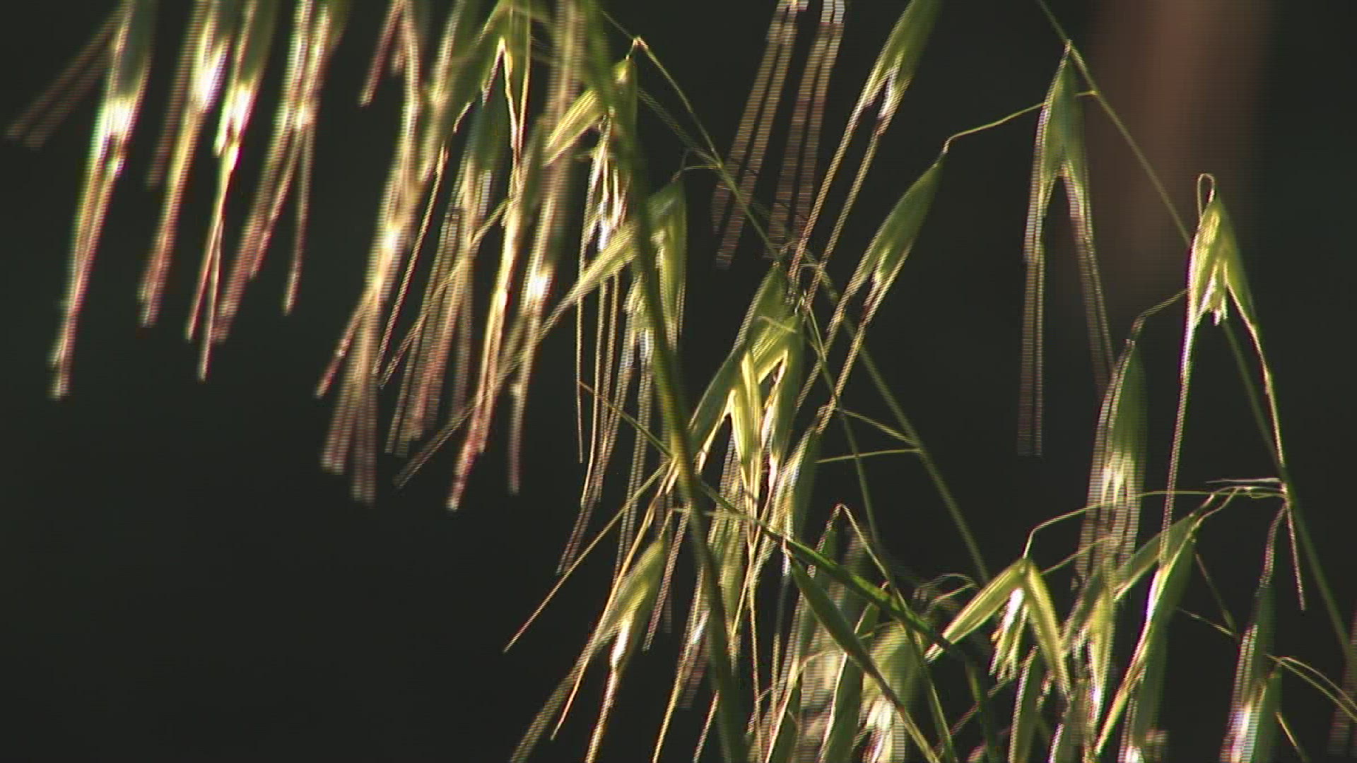 313415614 / Spike / Oat / Tuscany / Italy