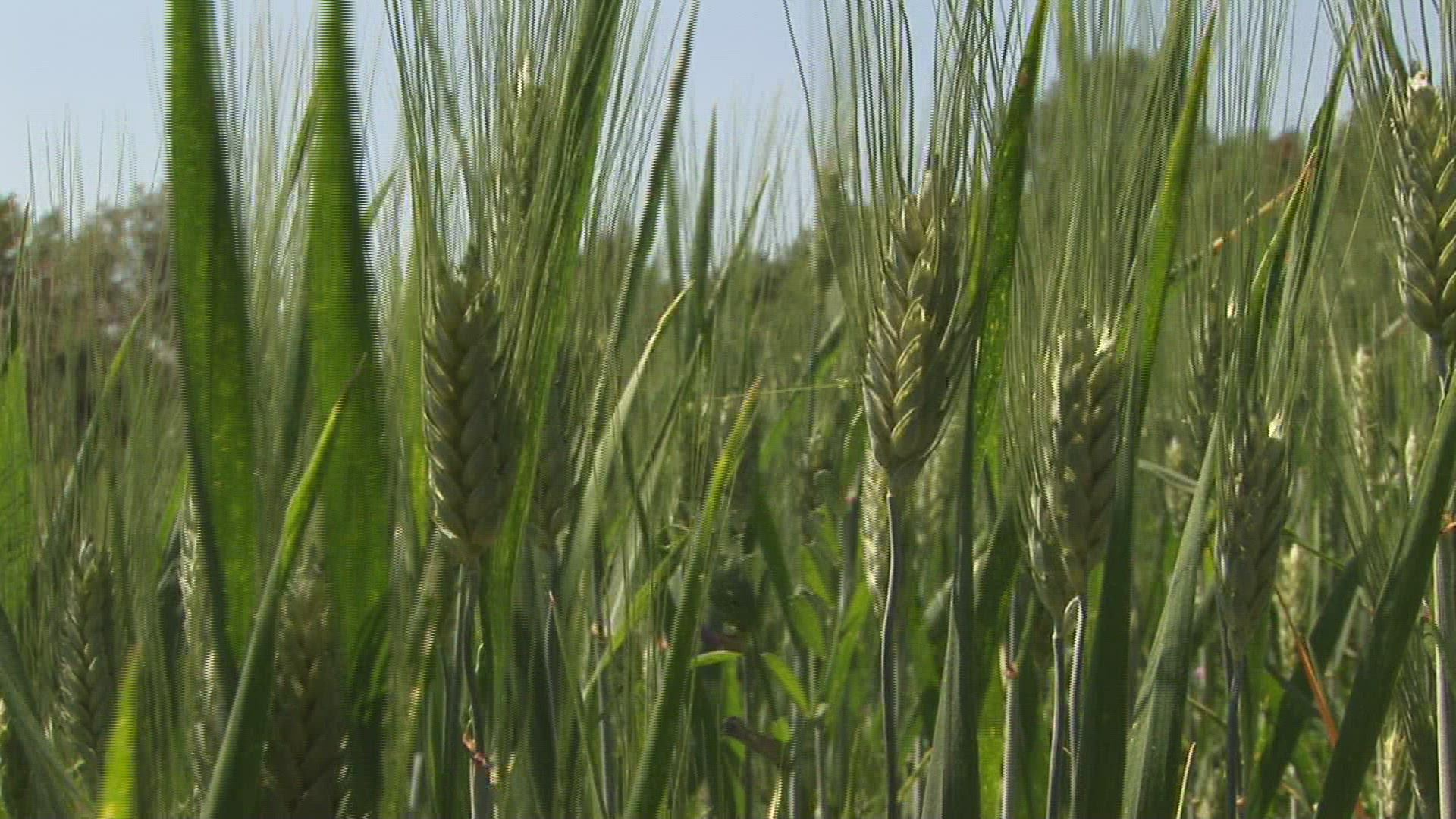 411358509 / Spike / Durum / Tuscany / Italy