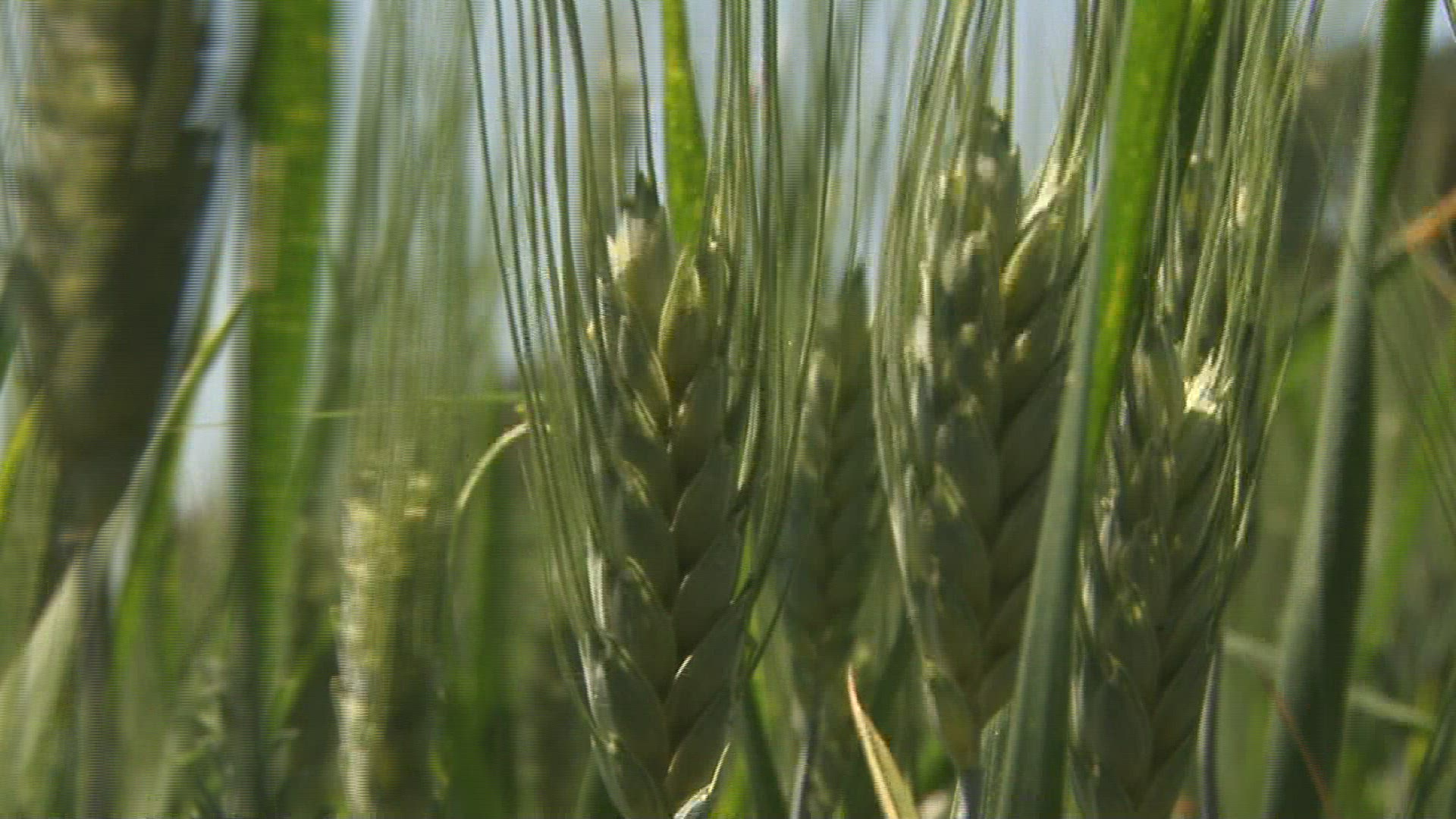 407729747 / Spike / Durum / Tuscany / Italy