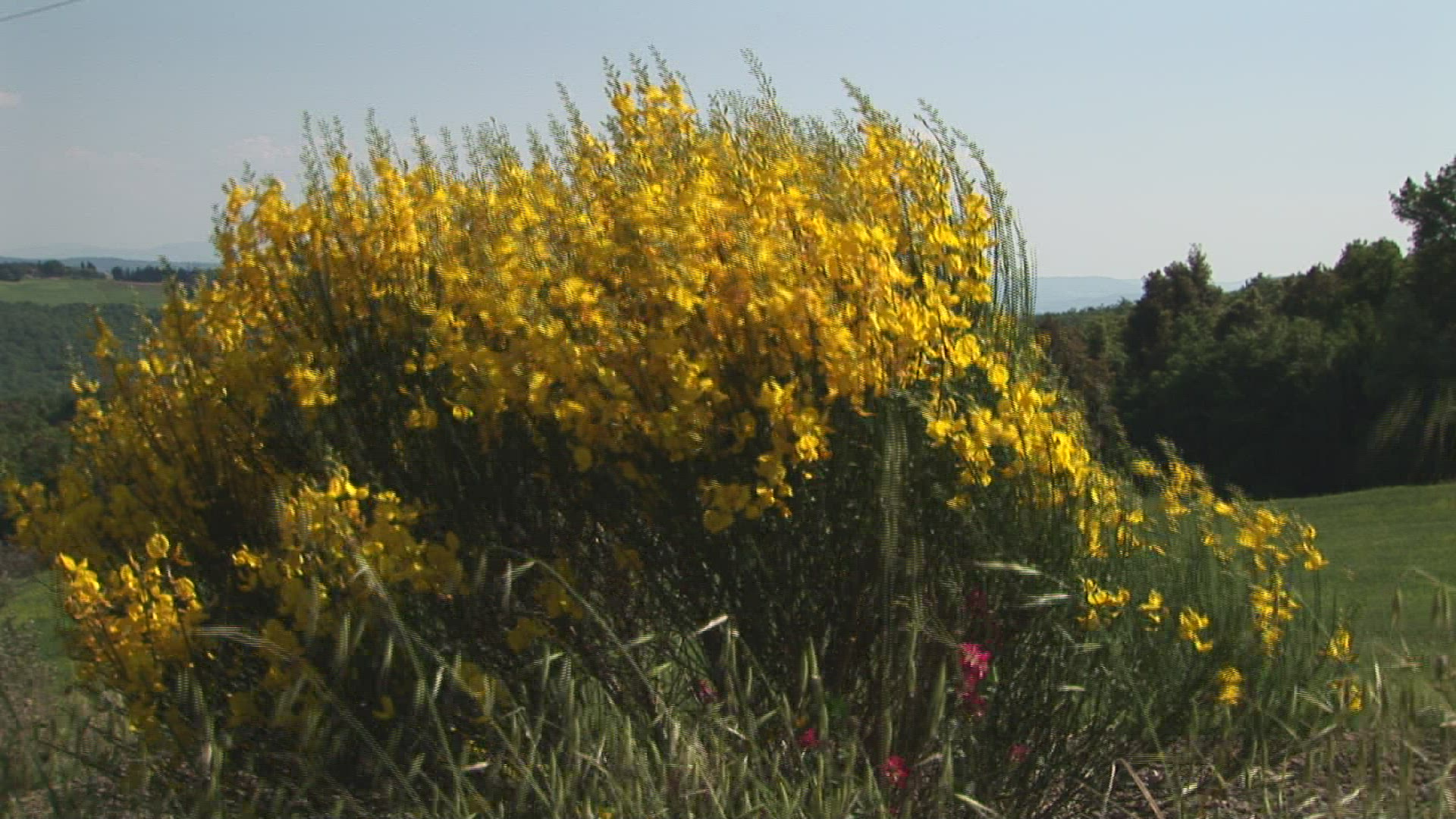 816975999 / Broom / Country House / Tuscany / Italy
