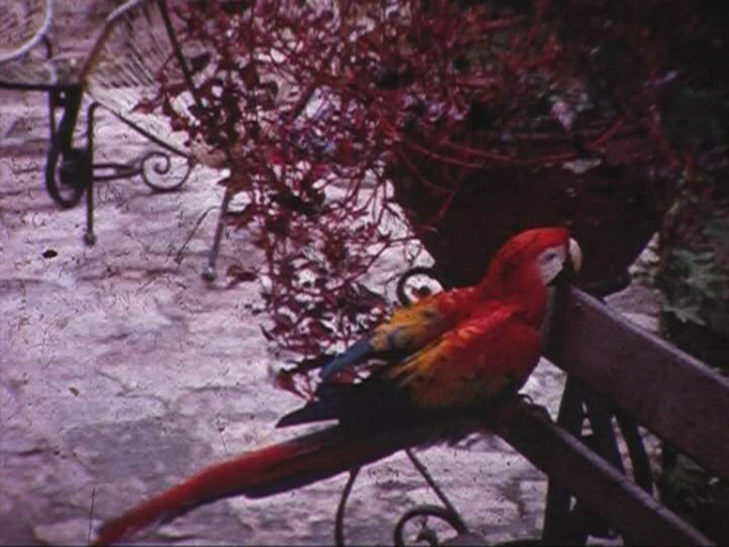715277448 / Macaw / 1966 / Mexico