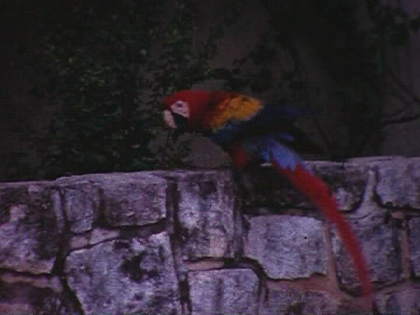 428018480 / Macaw / 1966 / Mexico