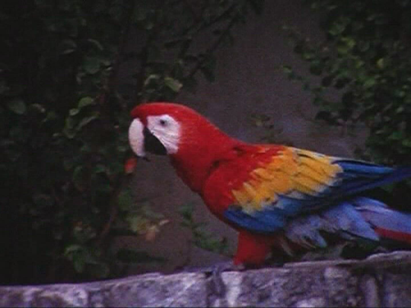 393123466 / Macaw / 1966 / Mexico