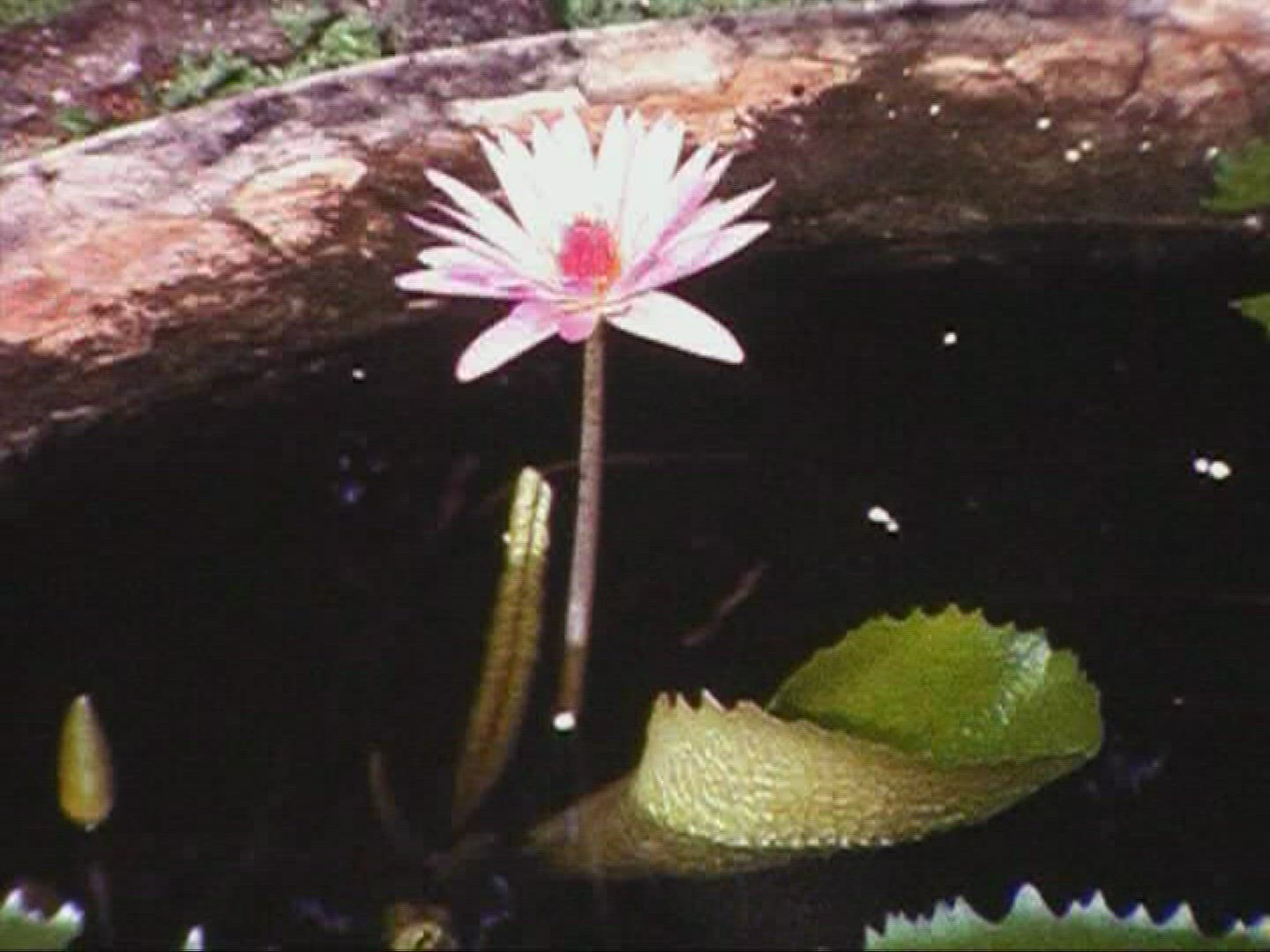 489251398 / Blossom / Water Lily / 1966 / Mexico