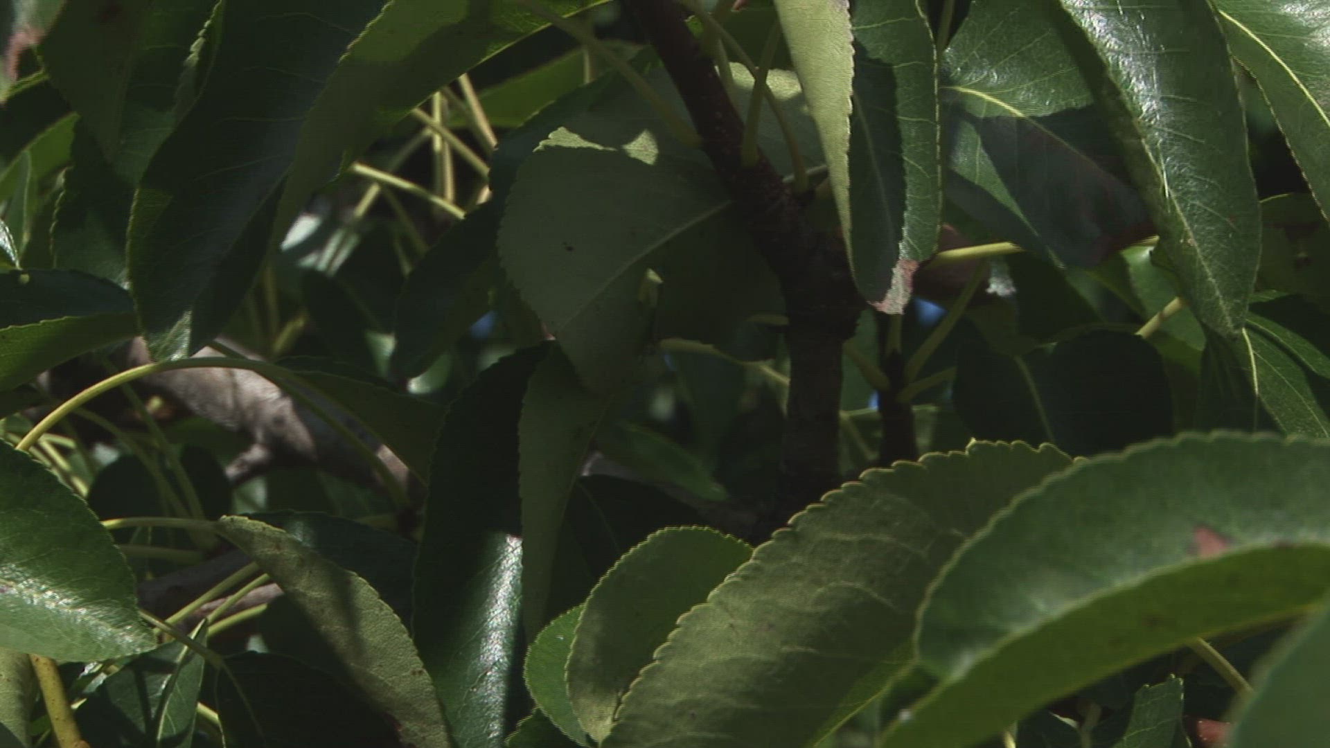 973795749 / Pear Tree / Steiermark / Austria