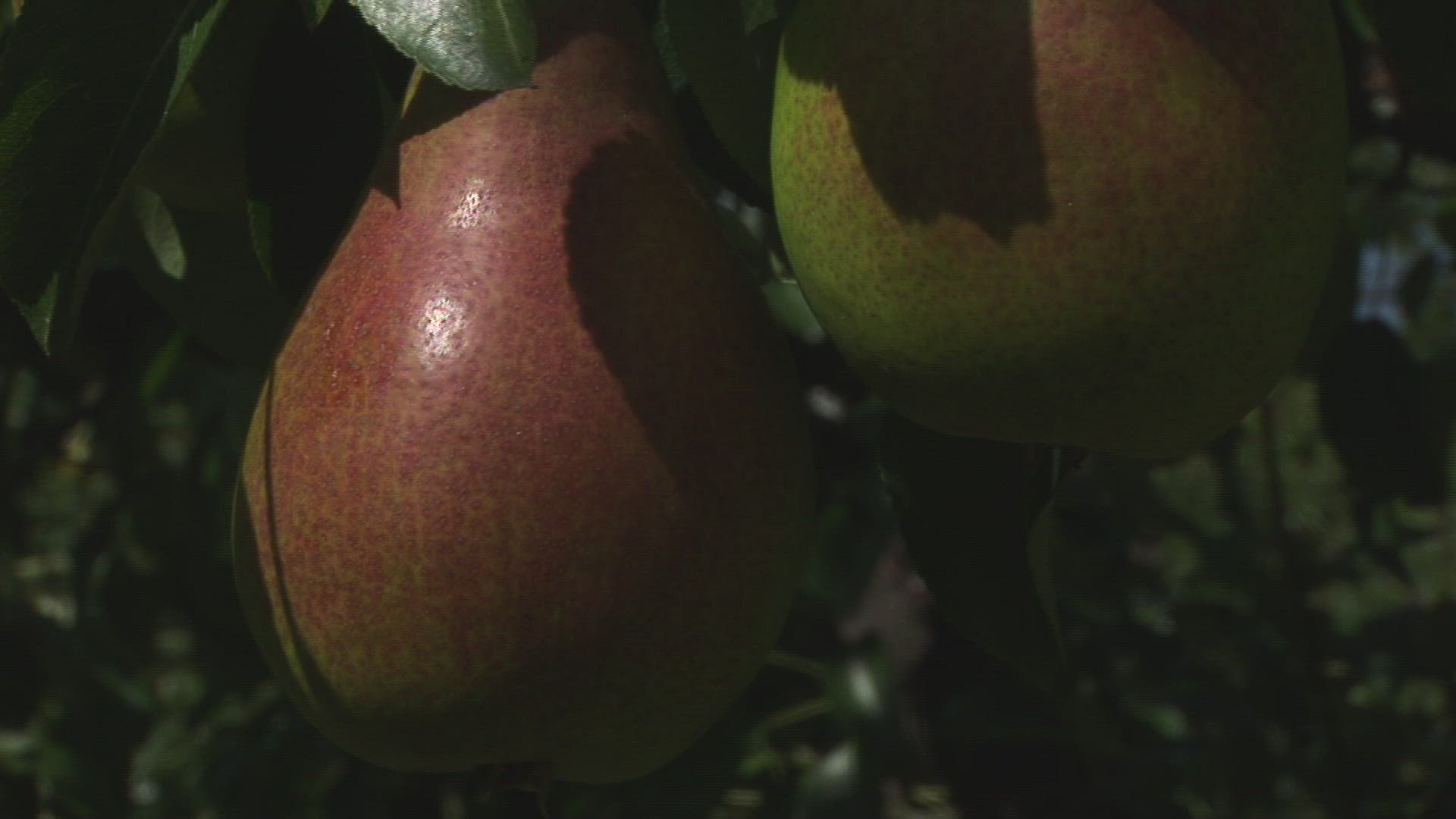 984462092 / Pear Tree / Steiermark / Austria