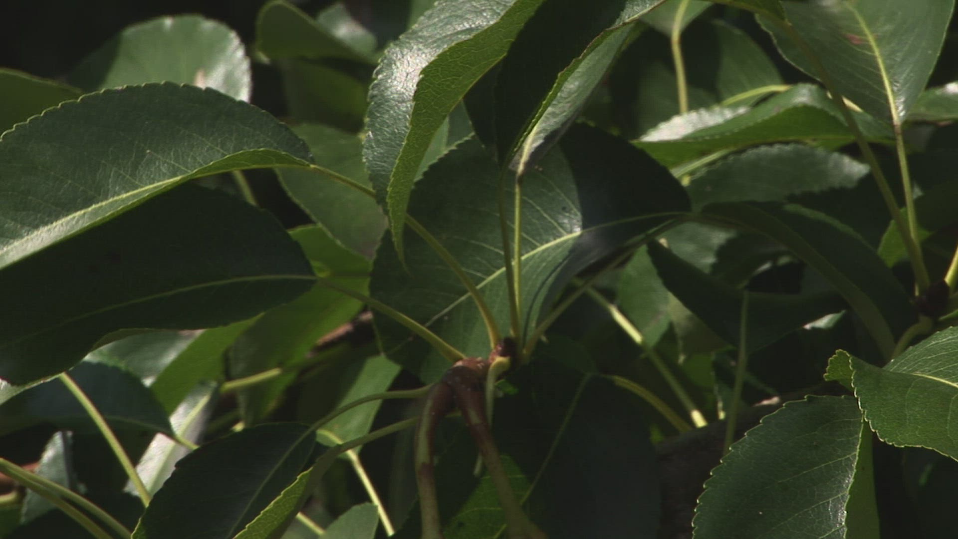 532843443 / Pear Tree / Steiermark / Austria