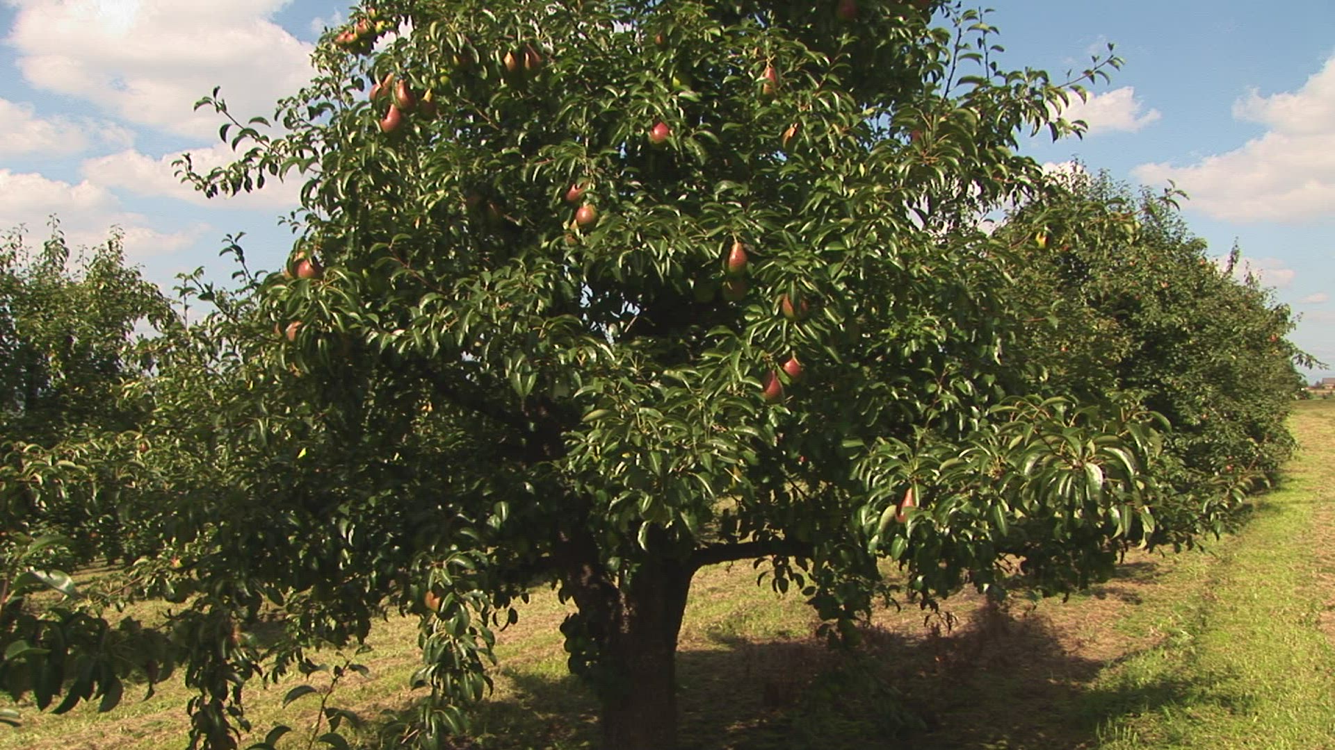 108571518 / Pear Tree / Steiermark / Austria