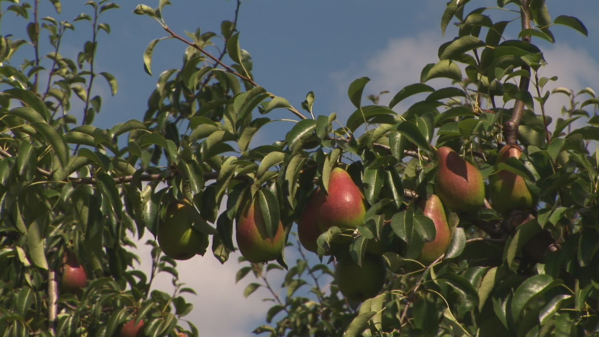 182239048 / Pear Tree / Steiermark / Austria
