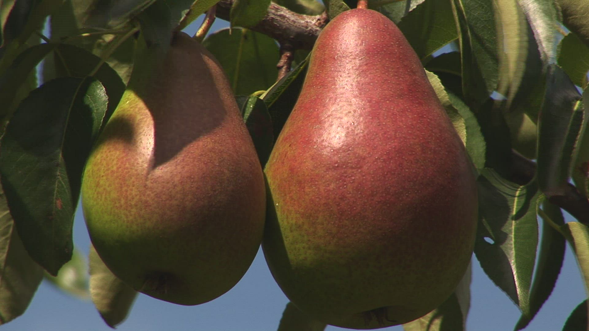 305682709 / Pear Tree / Steiermark / Austria