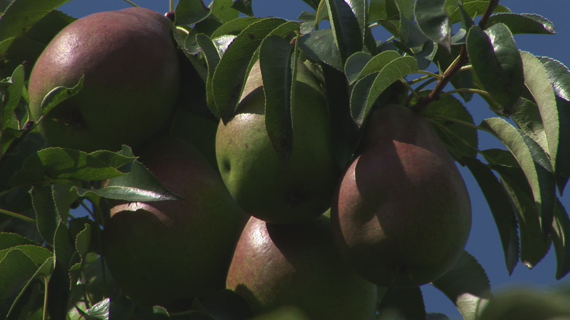 536578623 / Pear Tree / Steiermark / Austria