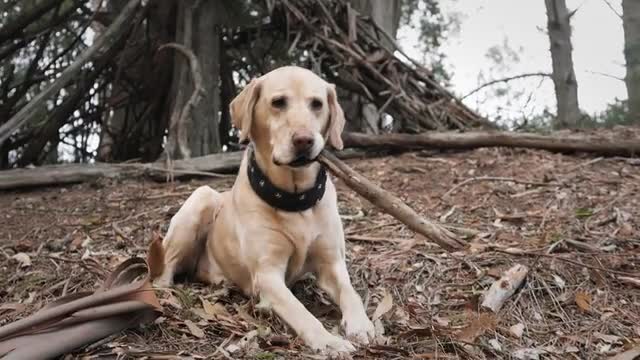 Labrador Dog Outdoors In Nature
