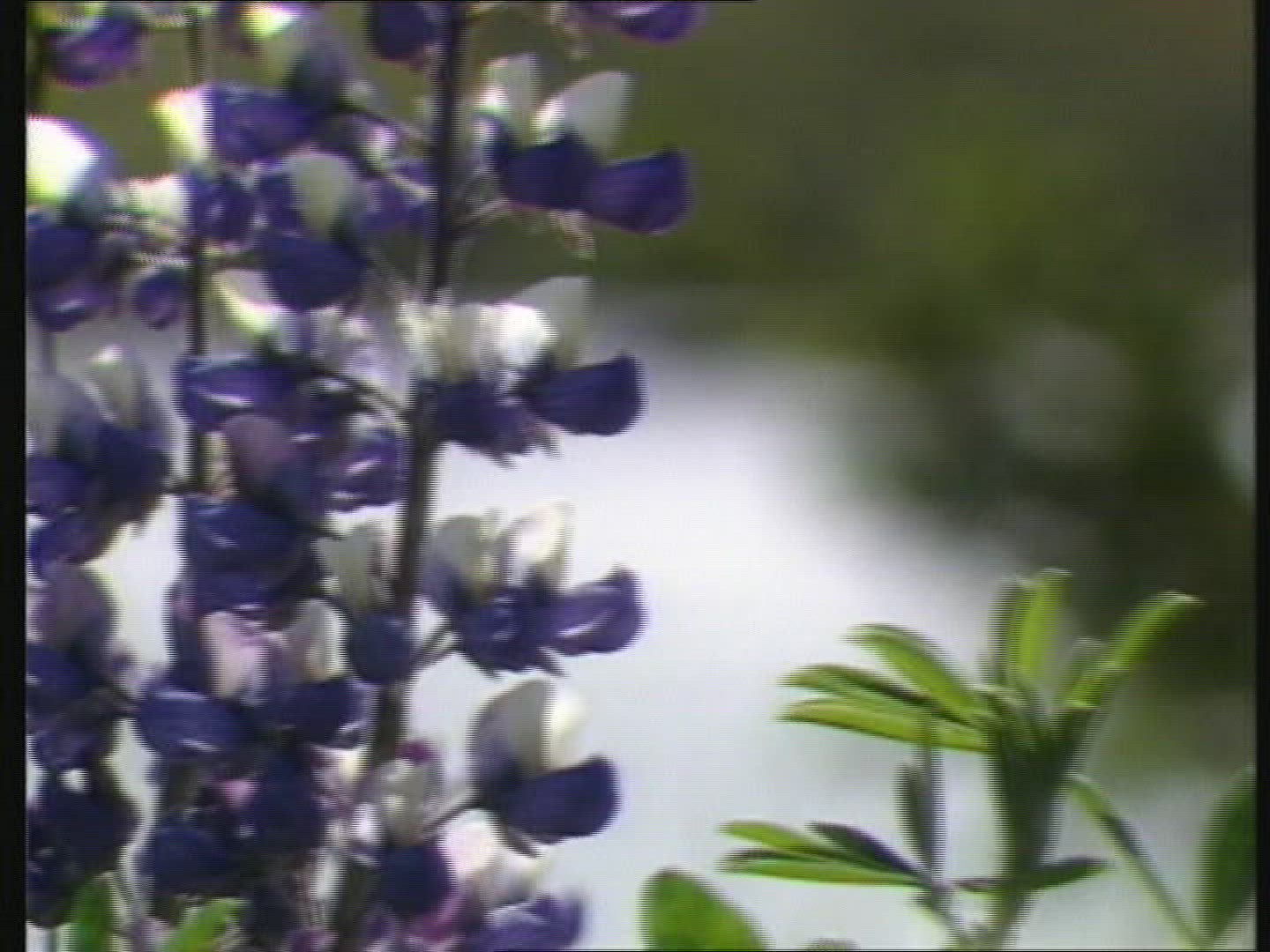 347445246 / Flower / Plant / Iceland