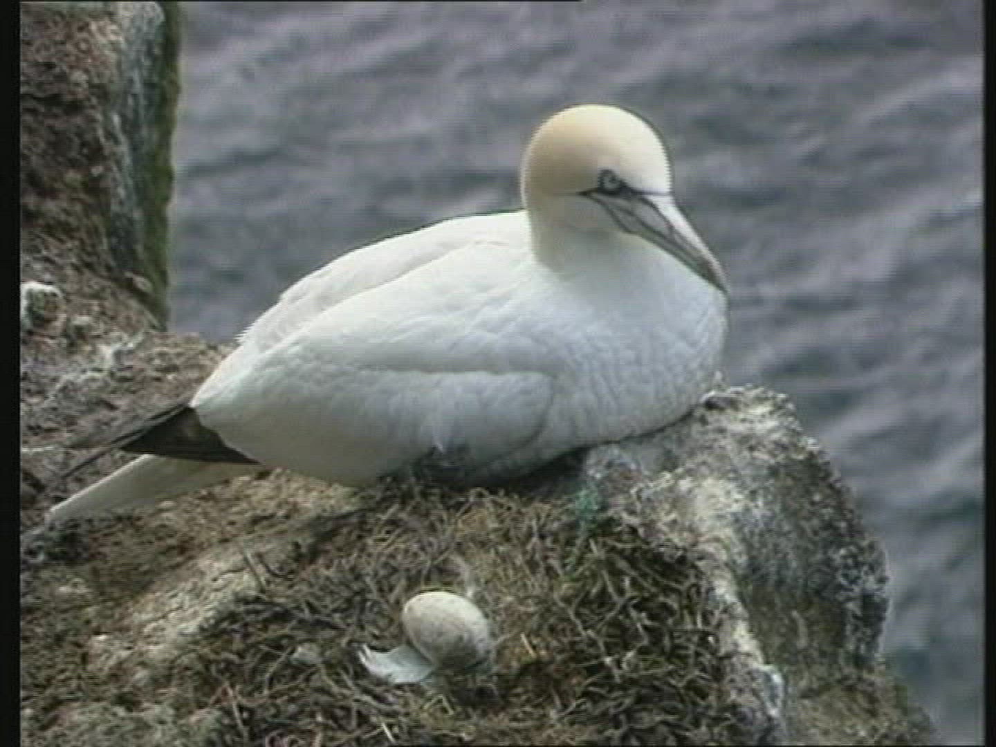209751233 / Bird / Iceland