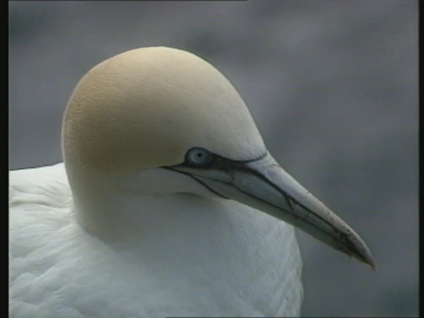 752987787 / Bird / Iceland