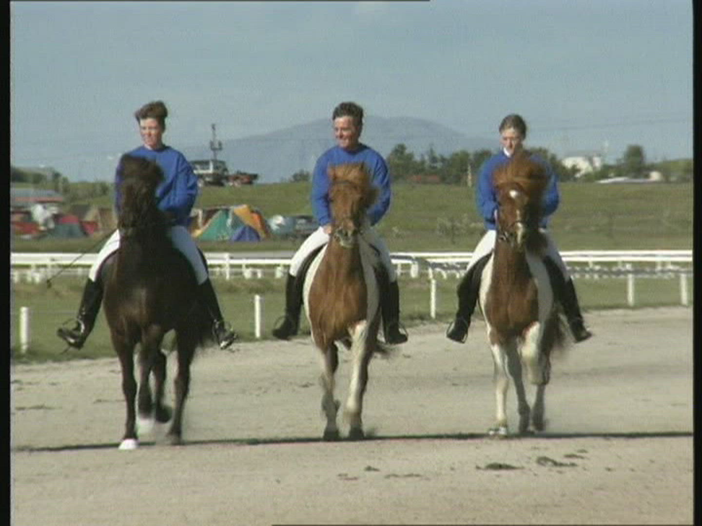 981265544 / Icelandic Horse / Iceland
