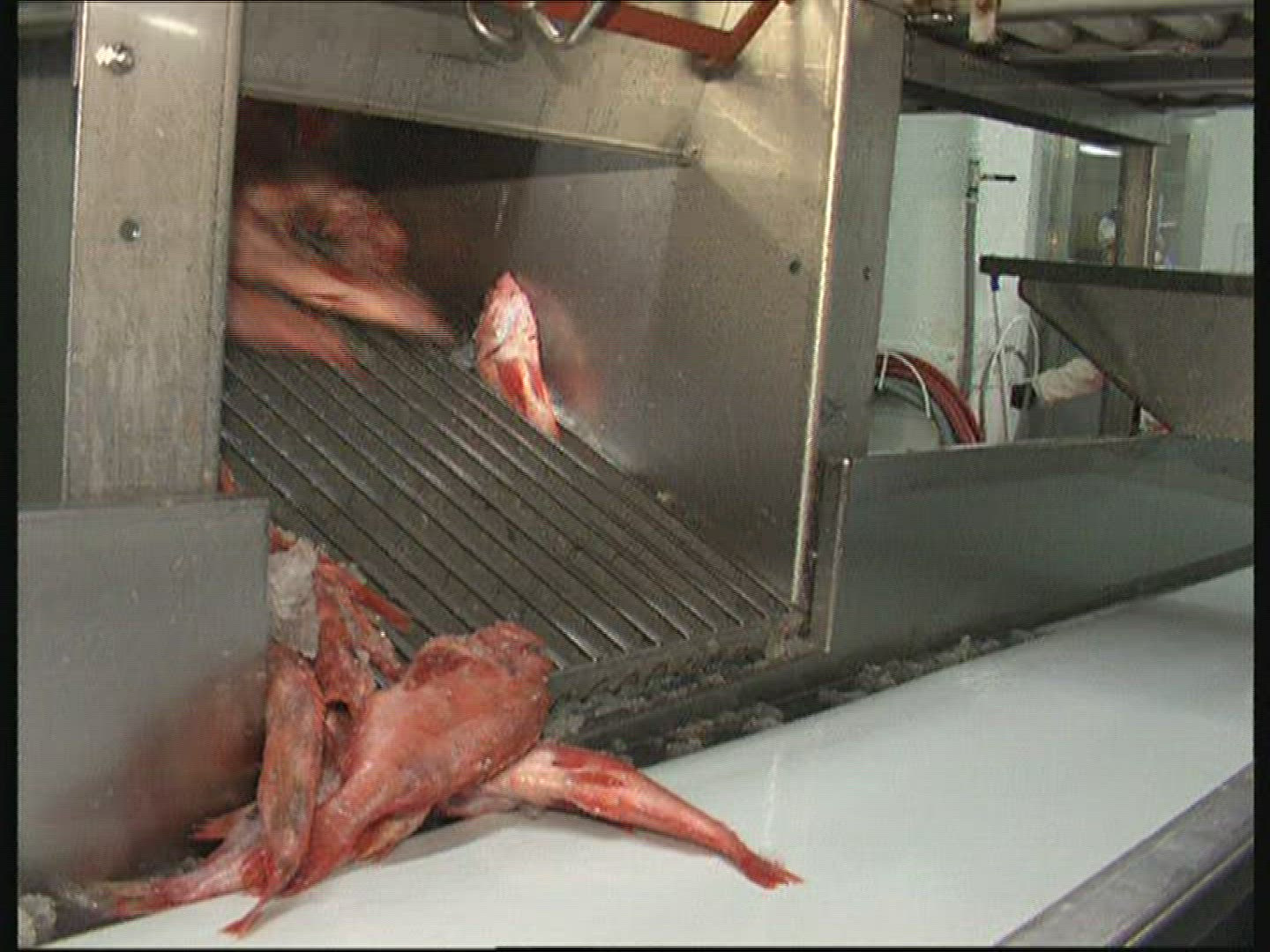 127007090 / Fish Production / Iceland