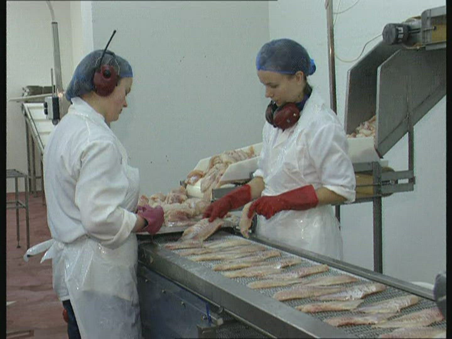668445247 / Fish Production / Iceland