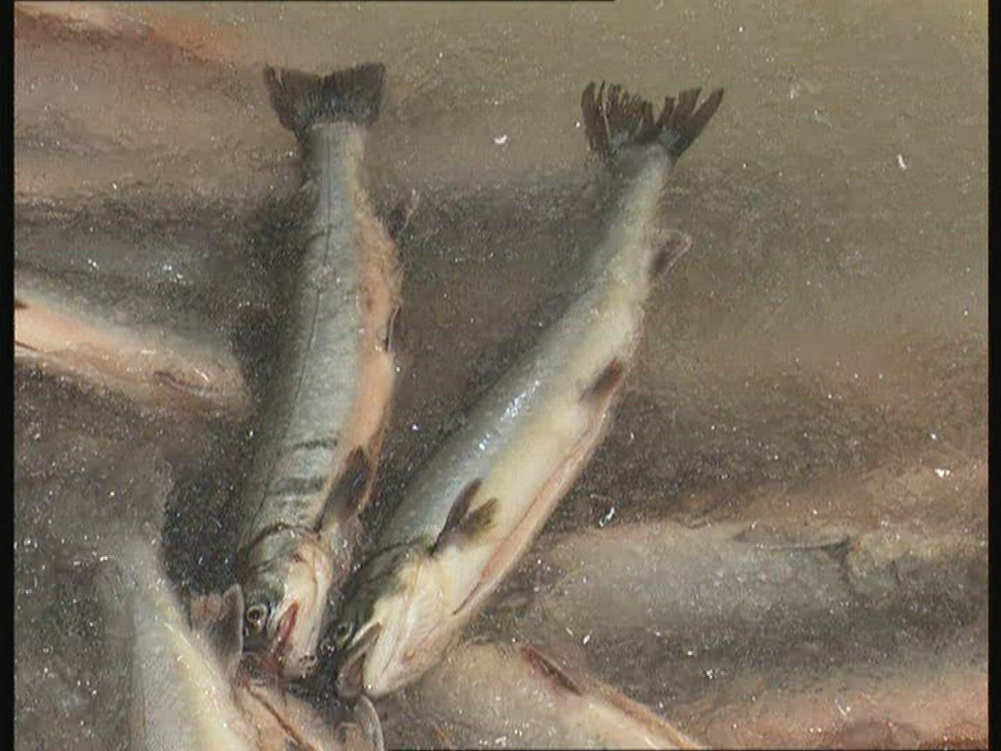 503213471 / Fish Production / Iceland