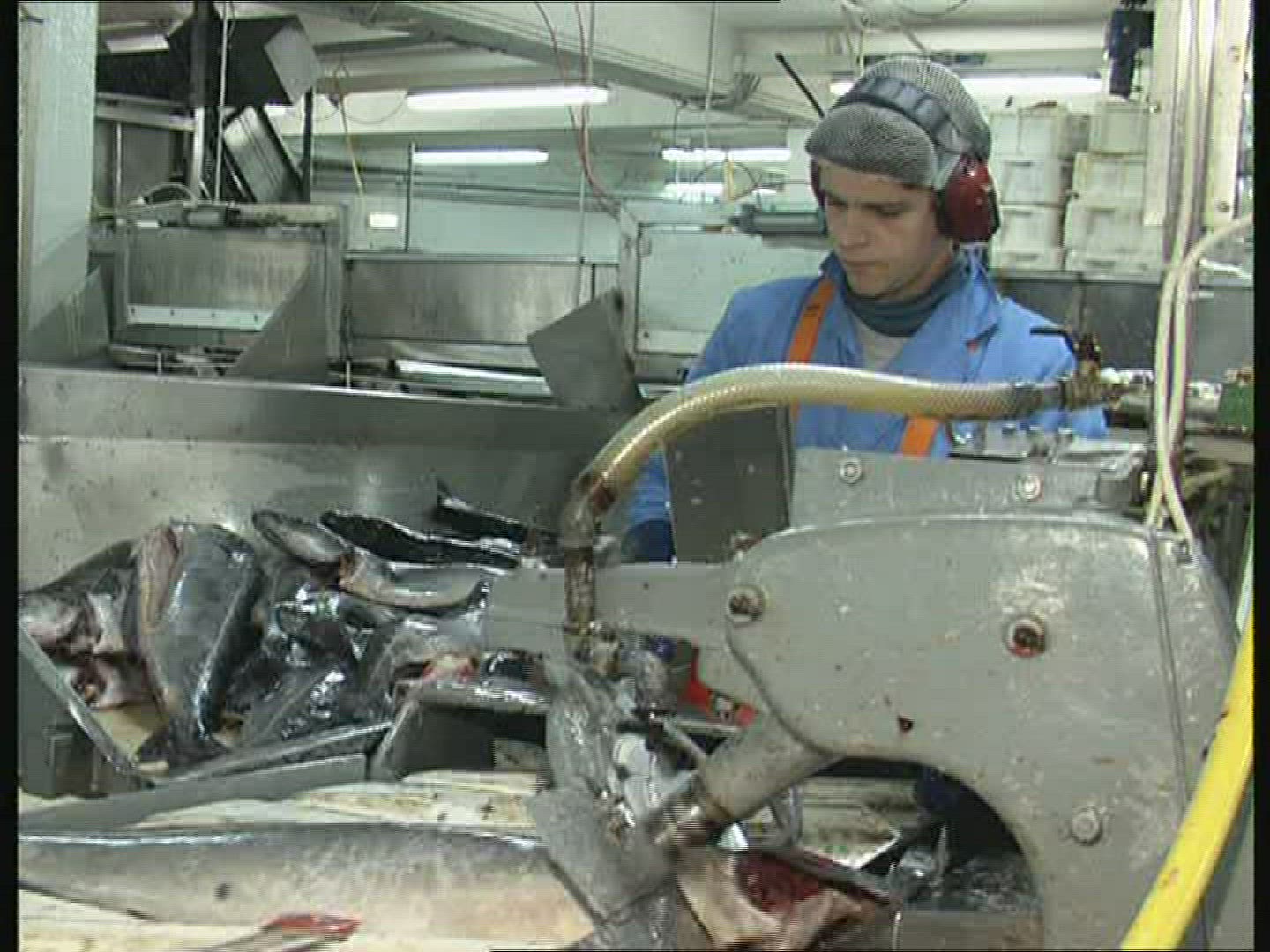 408156693 / Fish Production / Iceland